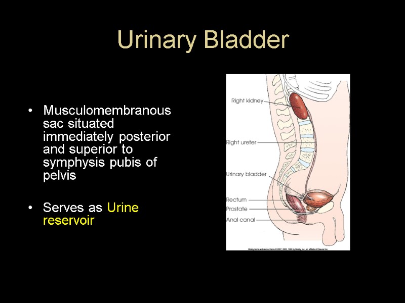 Urinary Bladder   Musculomembranous sac situated immediately posterior and superior to symphysis pubis